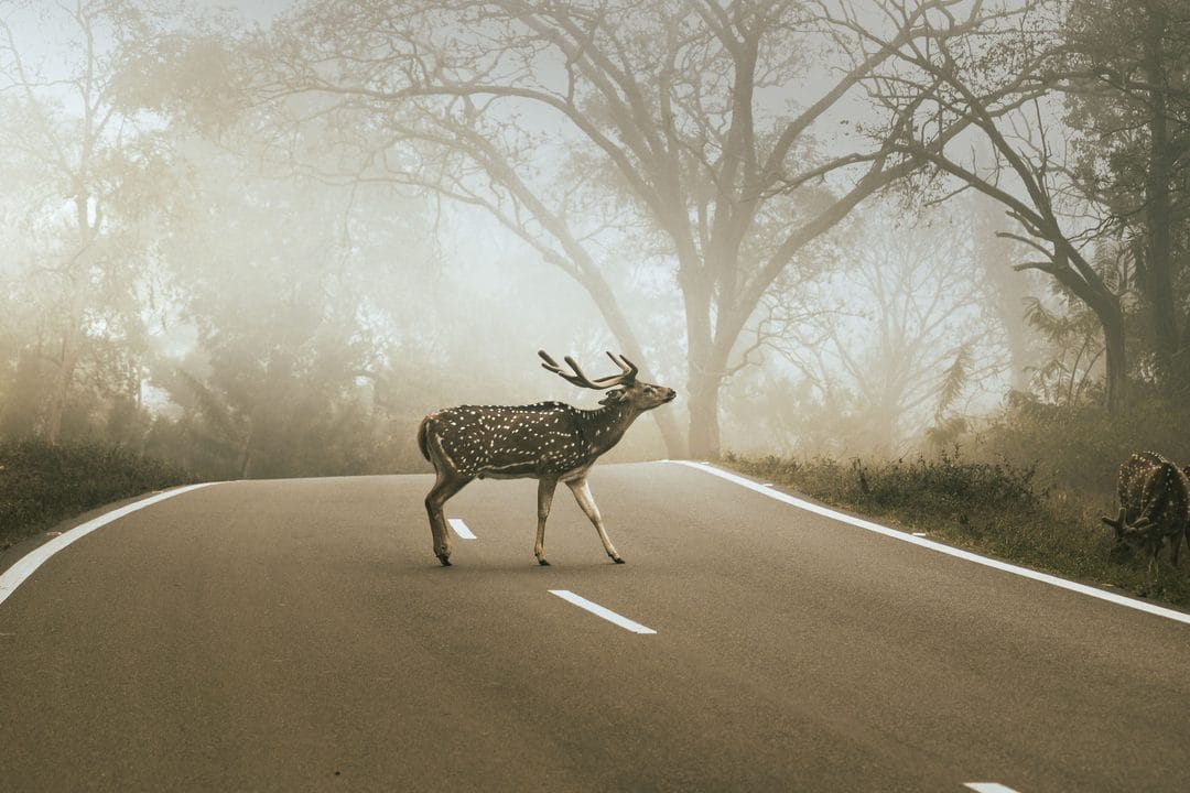 Deer Season Is Starting: Why the Next Ten Weeks Are the Riskiest Time to Drive at Dusk
